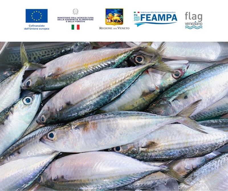FORMAZIONE FEAMPA  CONNESSIONI DI MARE COMPETENZE dA MARE – nuovi scenari per la Pesca e...