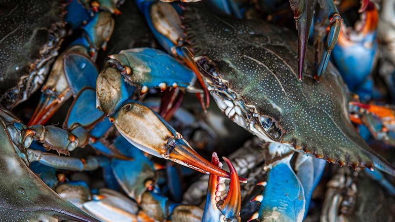 BLUECRAB  Final Conference